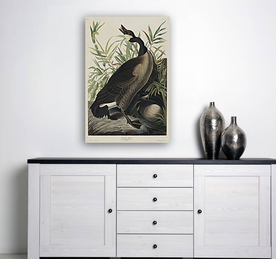 Canada Goose Reproduction