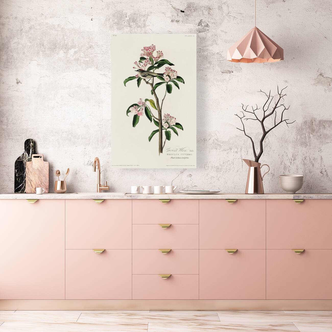 Cuviers Kinglet Reproduction