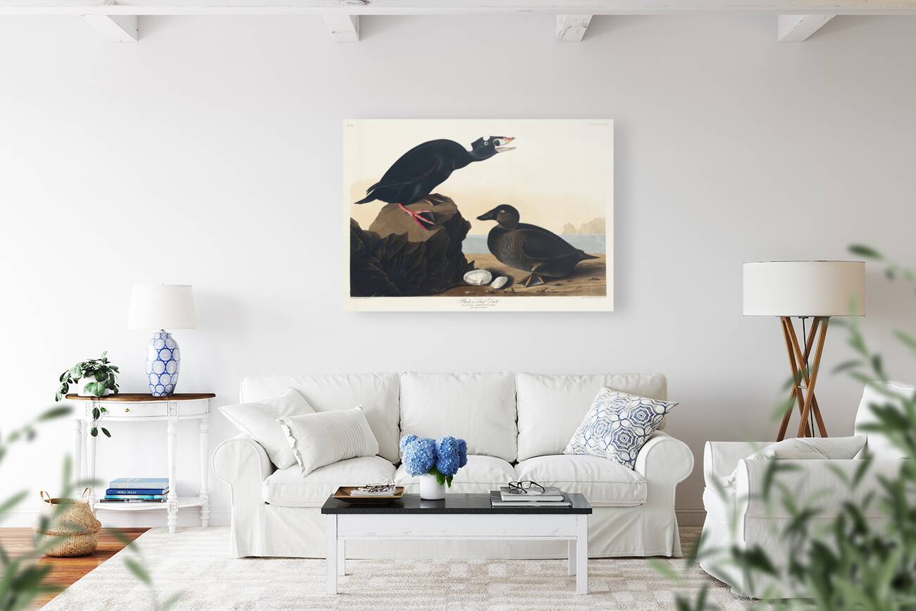 Black or Surf Duck Reproduction