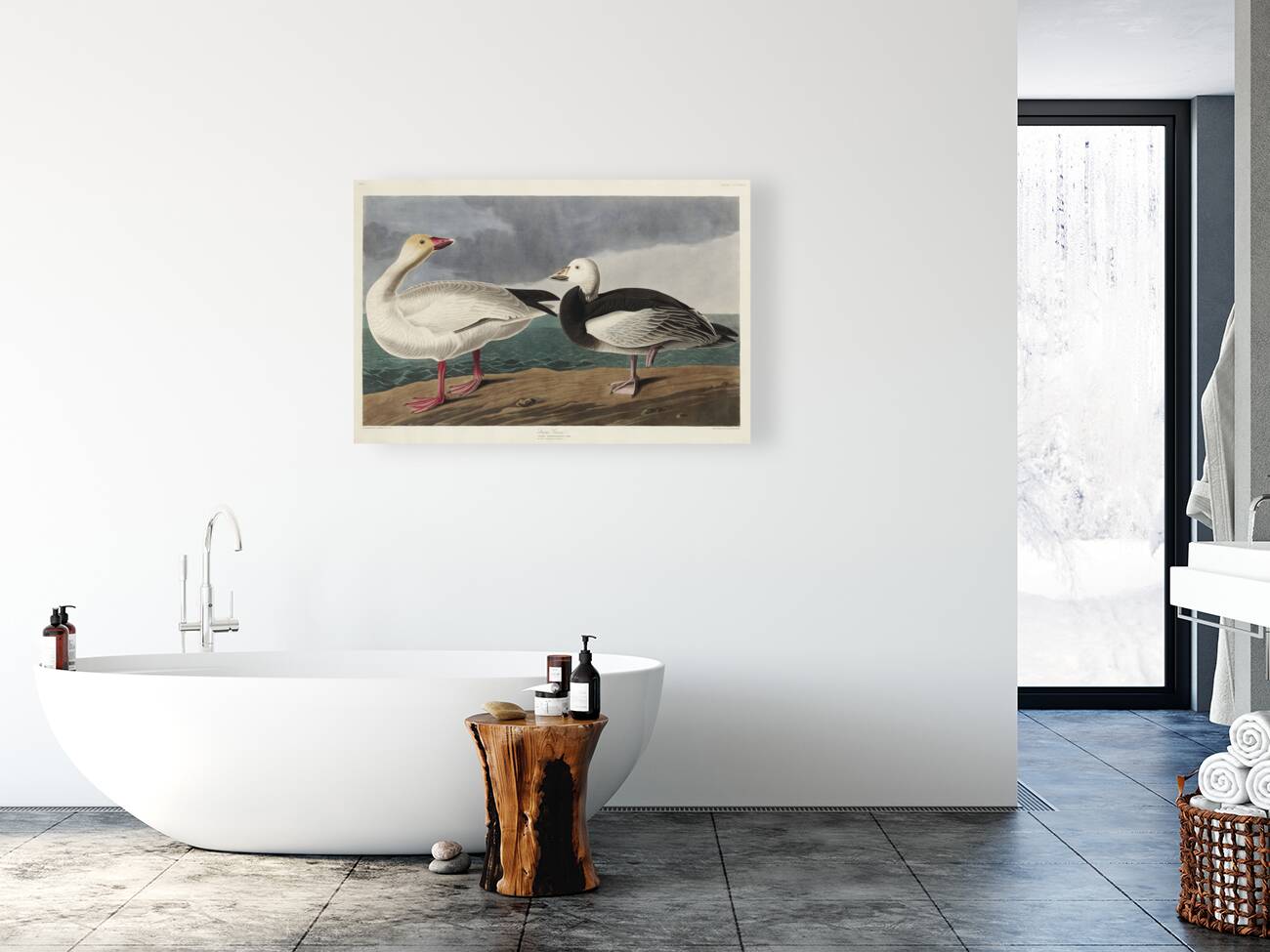 Black or Surf Duck Reproduction