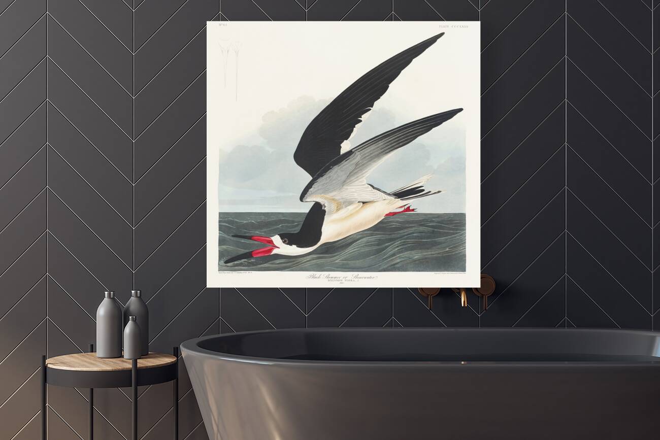 Black Skimmer Reproduction