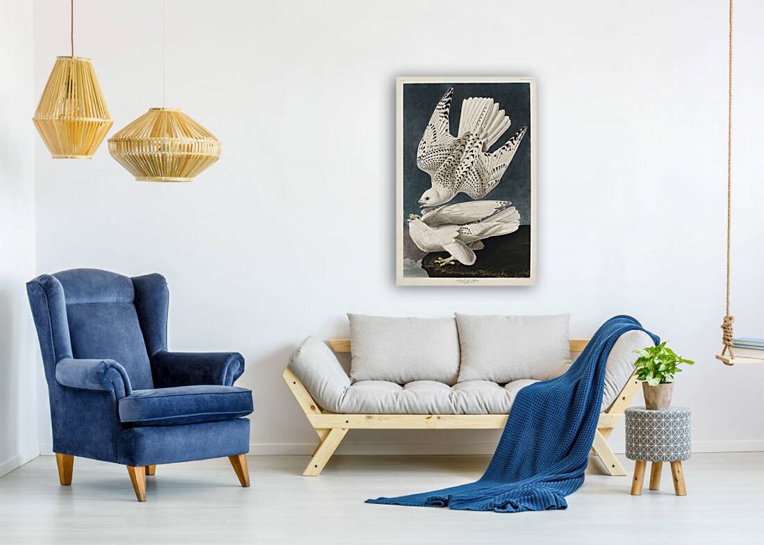 Iceland or Jer Falcon Reproduction