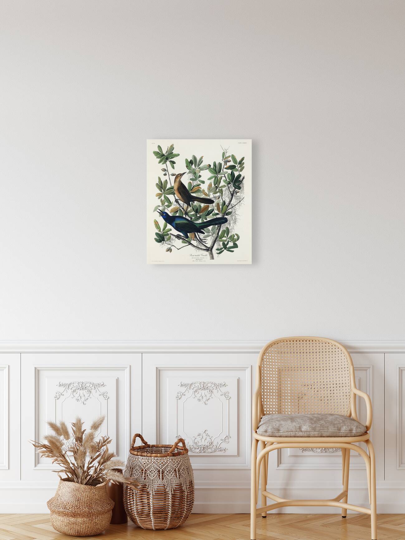 Boat-tailed Grackle Reproduction