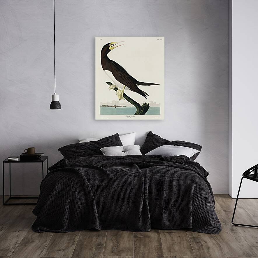 Booby Gannet Reproduction