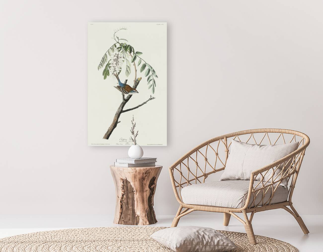 Chipping Sparrow Reproduction