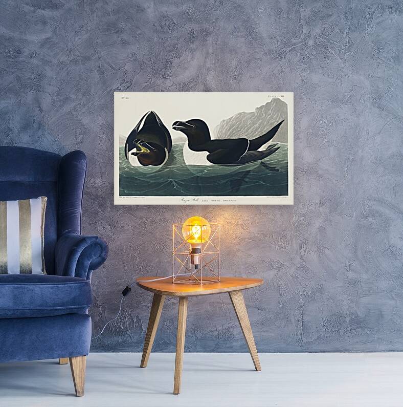 Razor Bill Reproduction