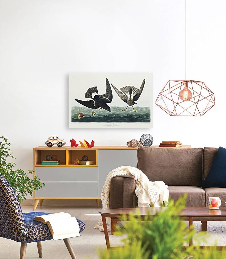 Stormy Petrel Reproduction