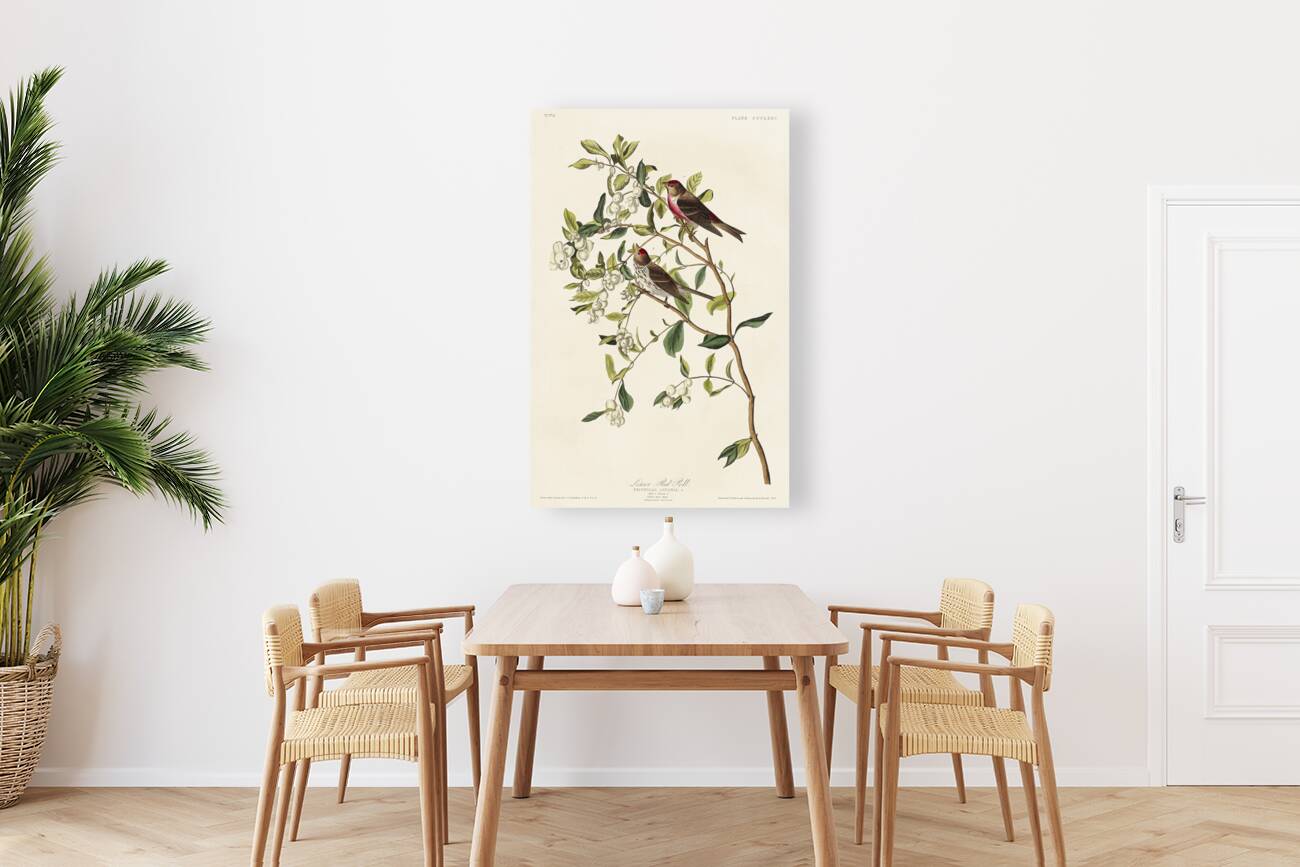 Lesser Red-Poll Reproduction