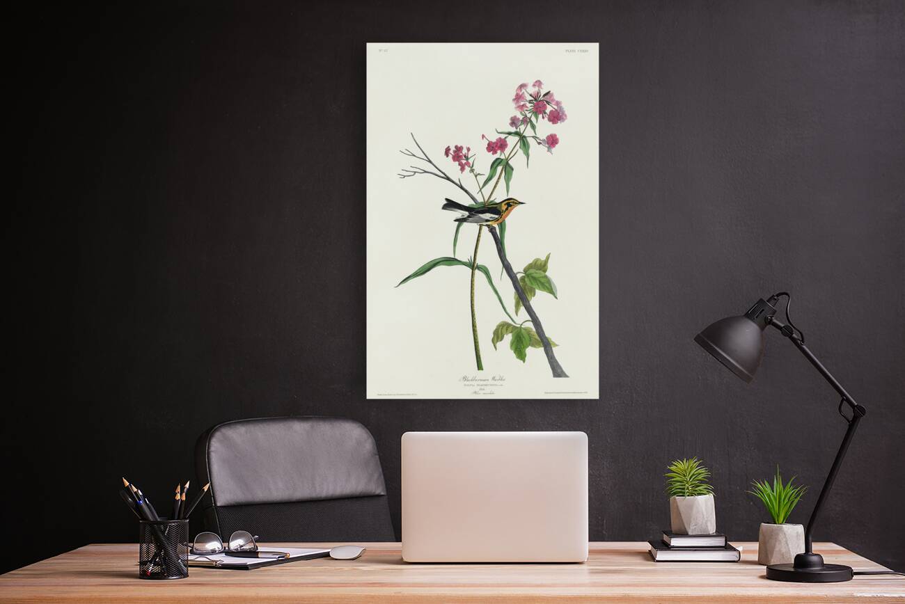 Blackburnian Warbler Reproduction