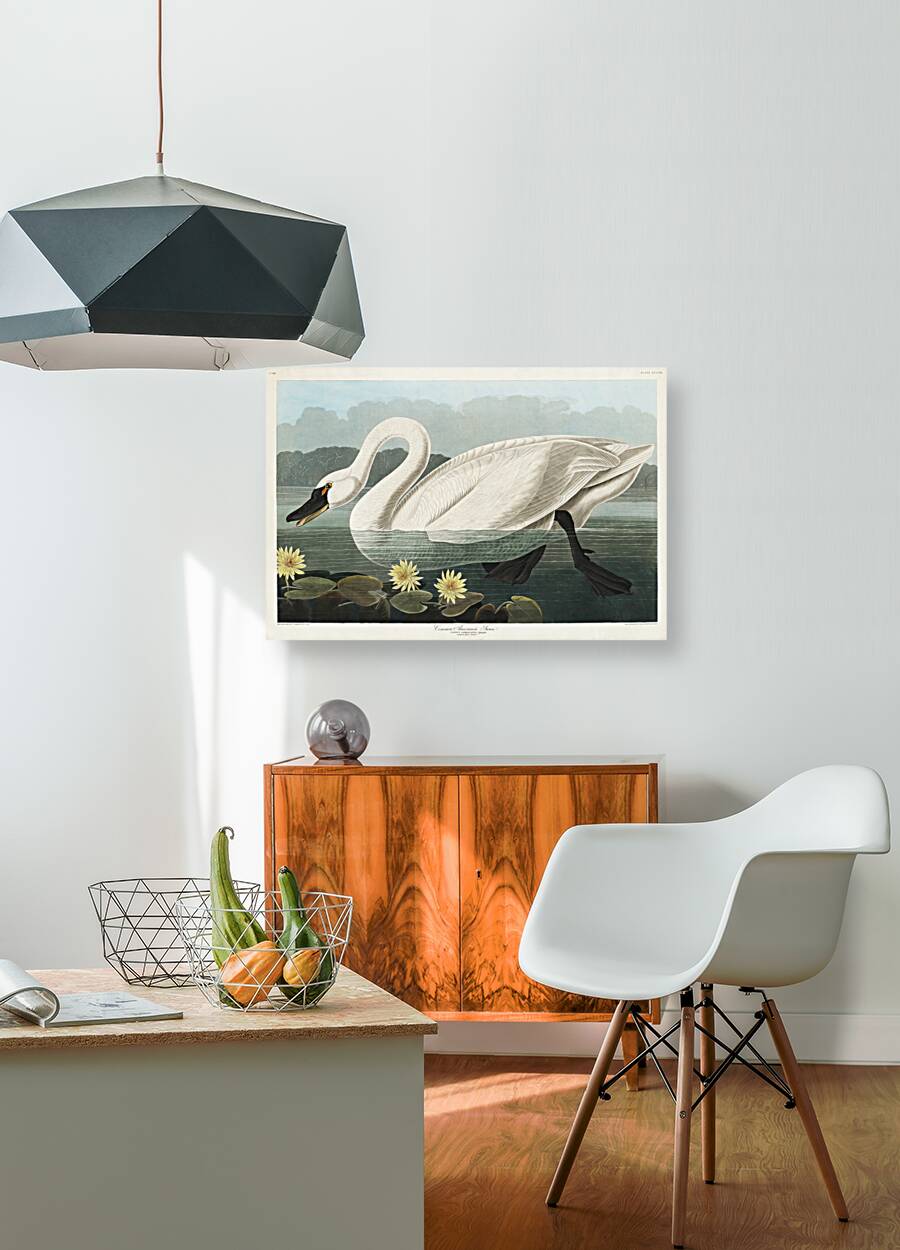 Common American Swan Reproduction