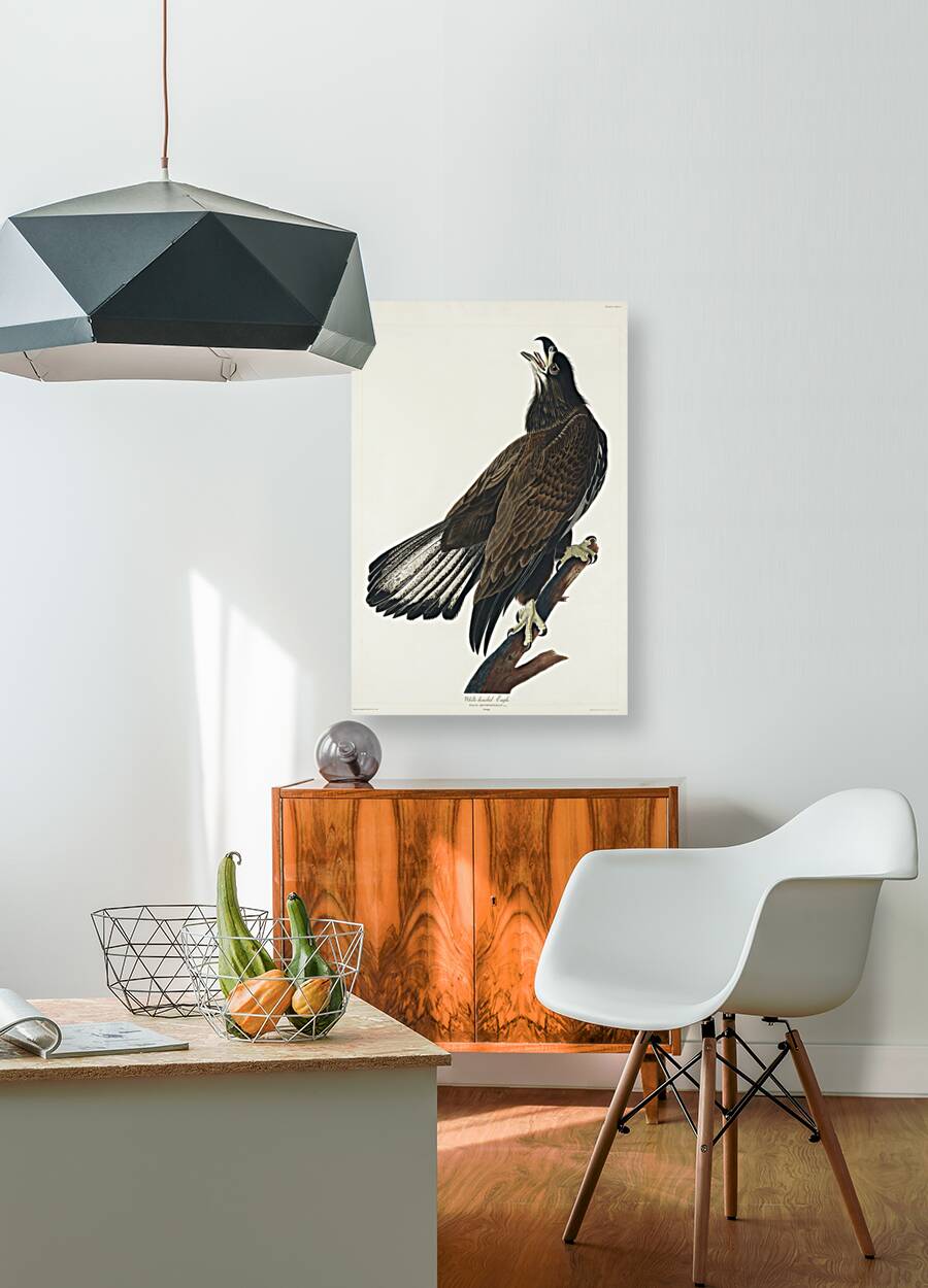 White-headed Eagle Reproduction