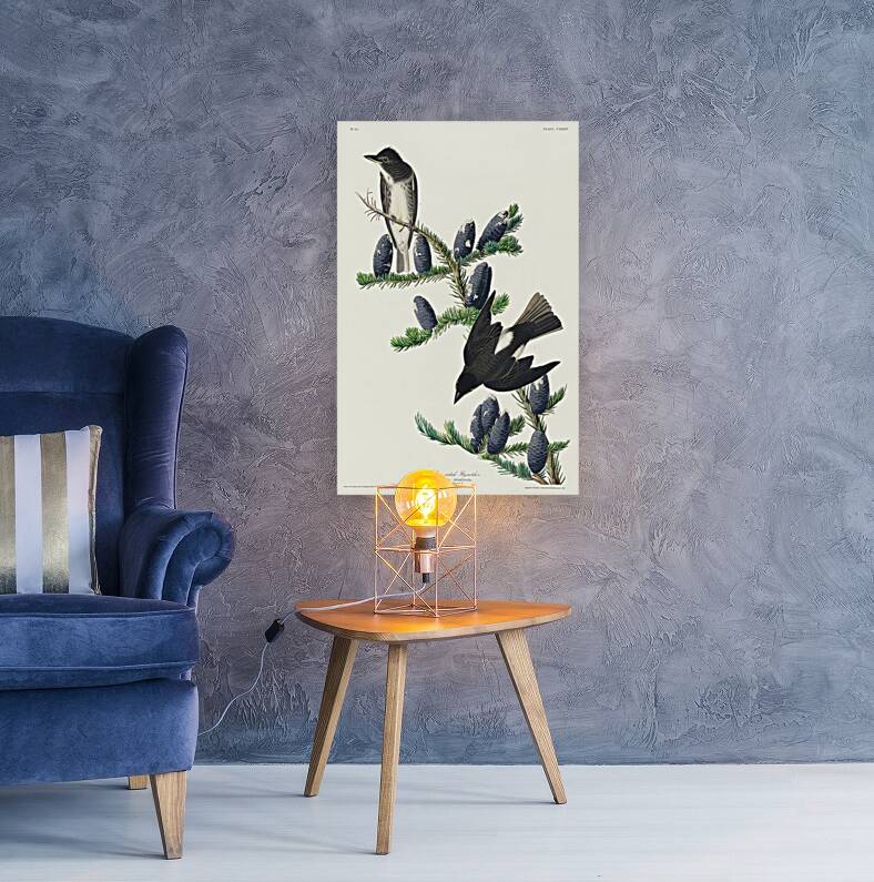 Olive sided Flycatcher Reproduction