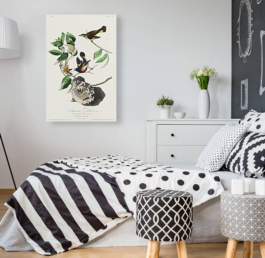 American Redstart Reproduction