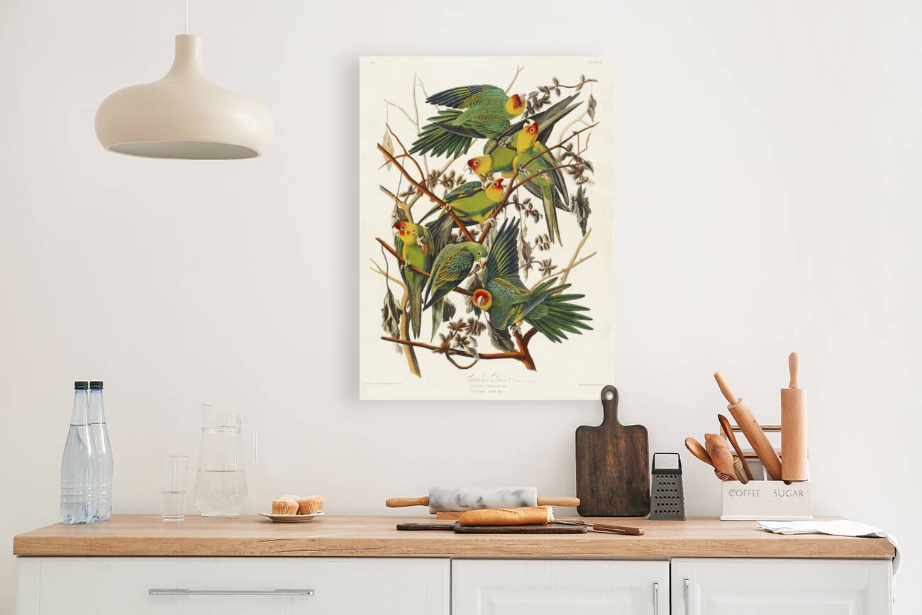 Carolina Parrot Reproduction