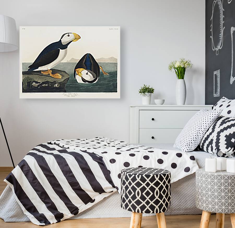 Large billed Puffin Reproduction