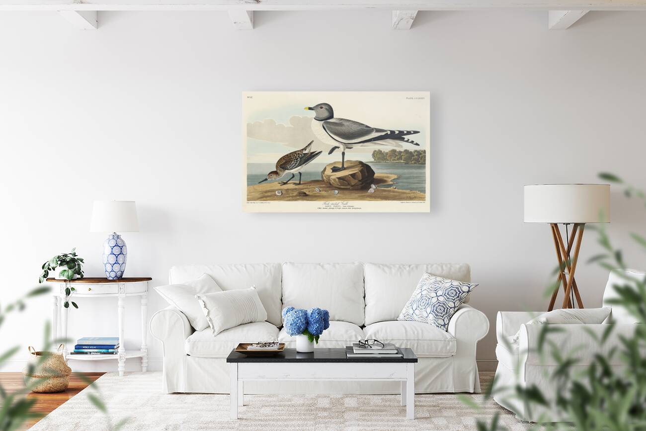 Fork-tailed Gull Reproduction