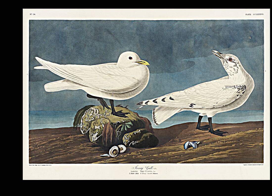 Ivory Gull Reproduction