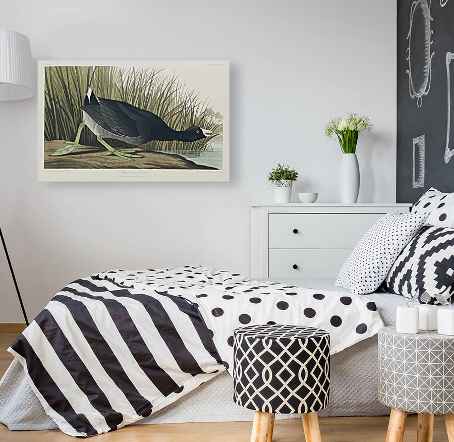 American Coot Reproduction