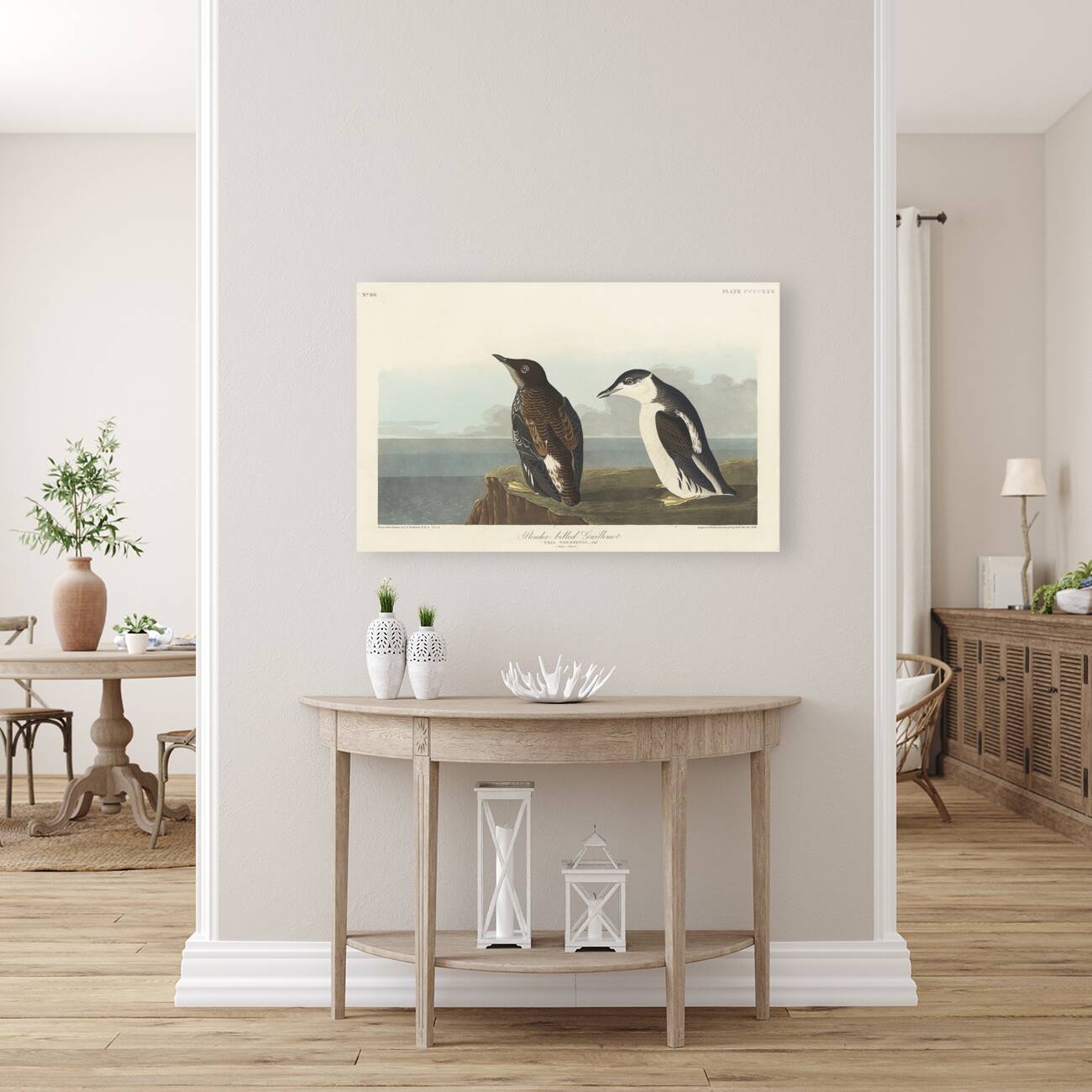 Slender-billed Guillemot Reproduction