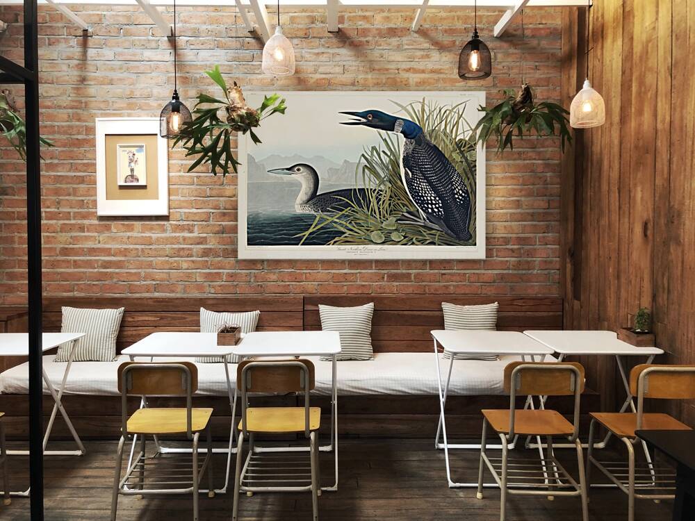 Great Northern Diver or Loon Reproduction