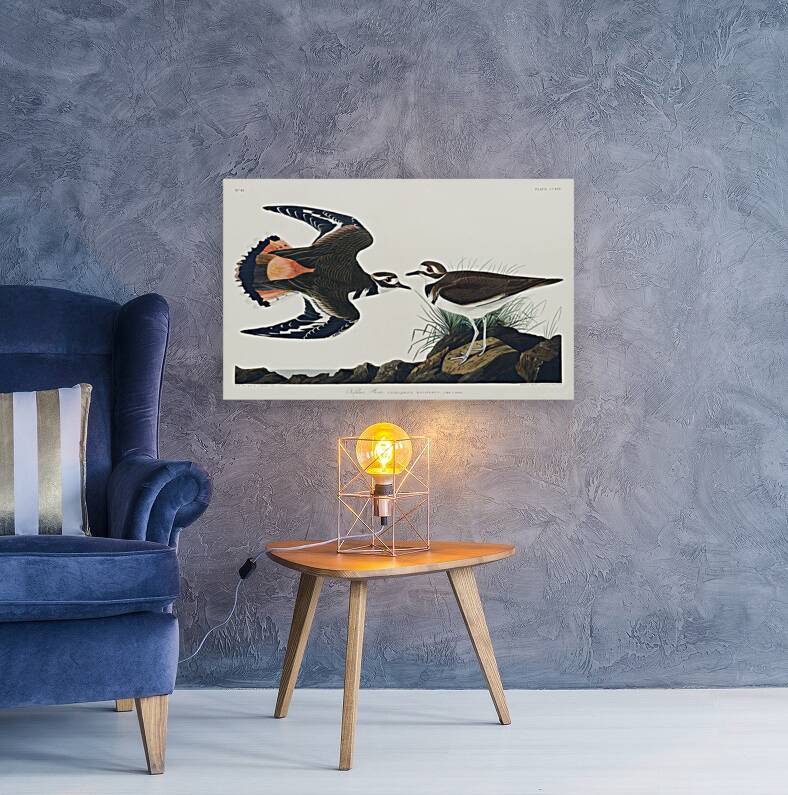 Kildeer Plover Reproduction