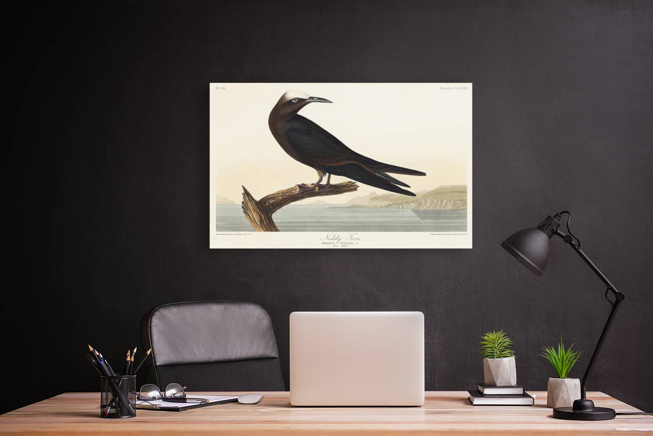 Noddy Tern Reproduction