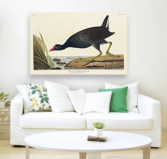 Common Gallinule Reproduction