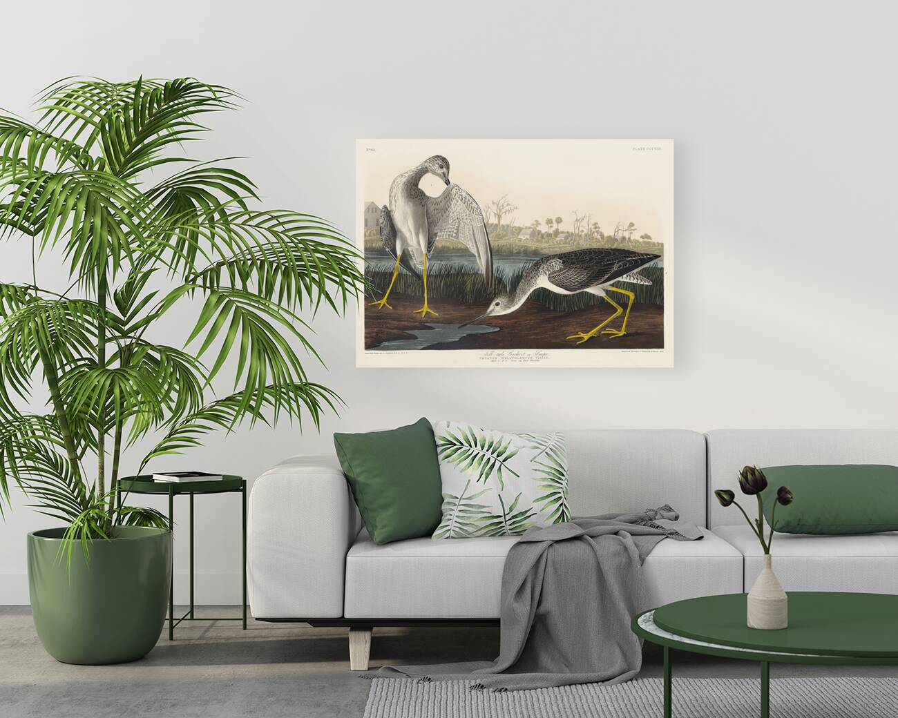 Tell-tale Godwit or Snipe Reproduction