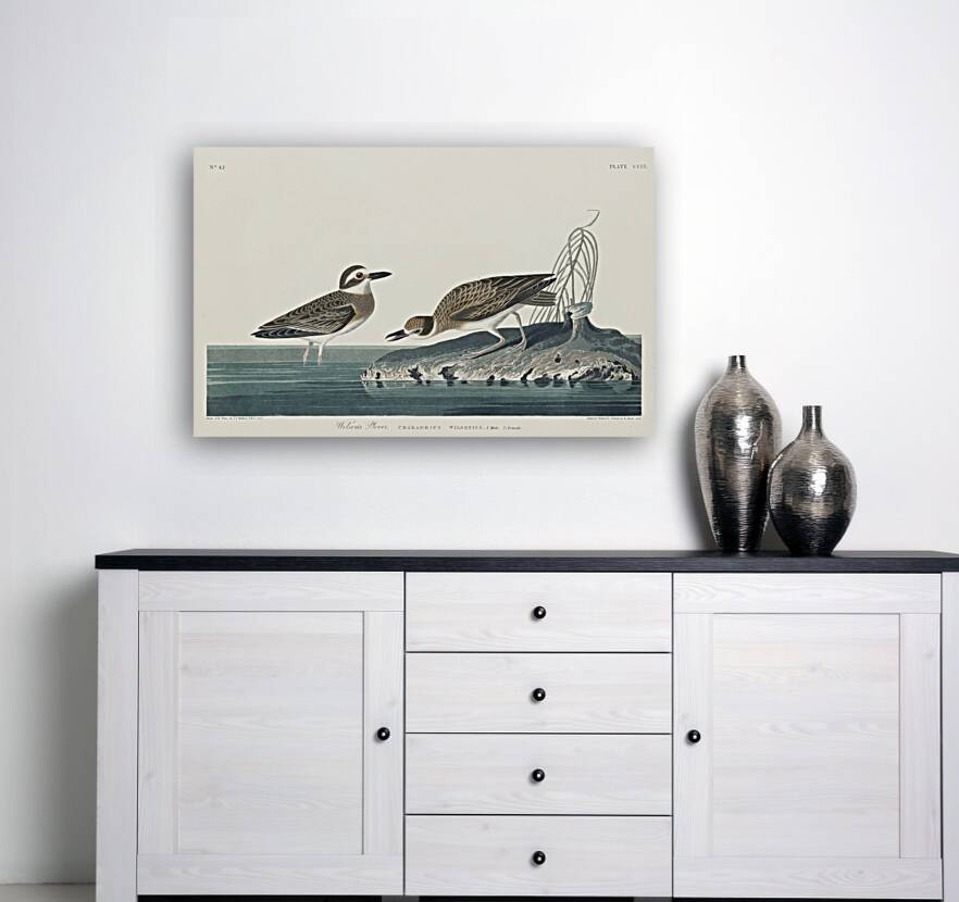 Wilsons Plover Reproduction