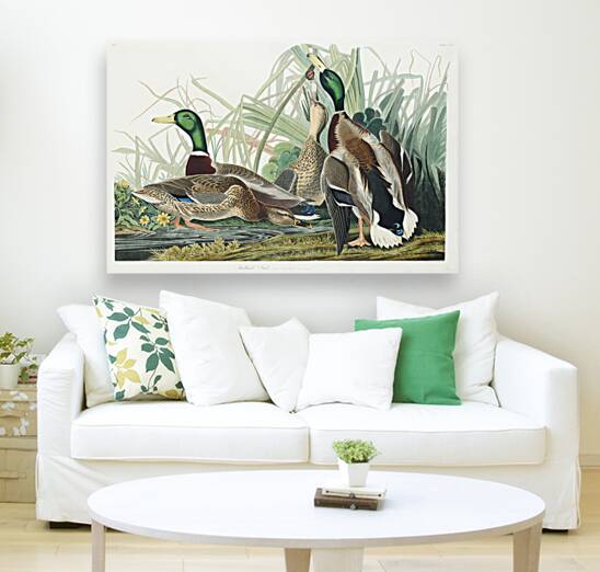 Mallard Duck Reproduction