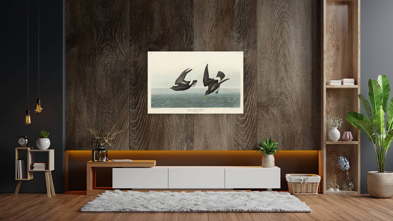 Least Stormy-Petrel Reproduction