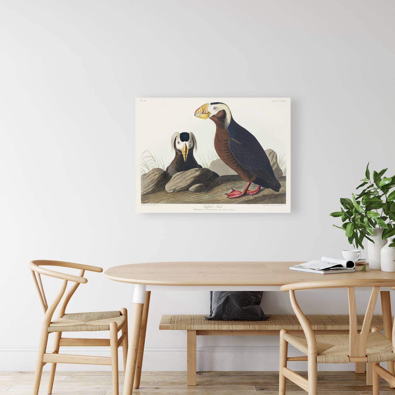 Tufted Auk Reproduction