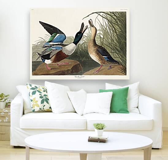 Shoveller Duck Reproduction