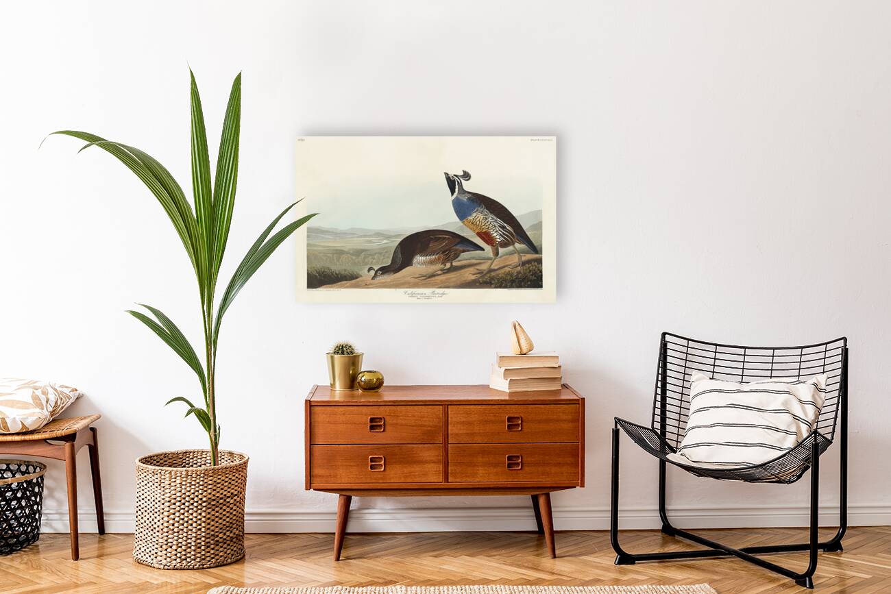 California Partridge Reproduction