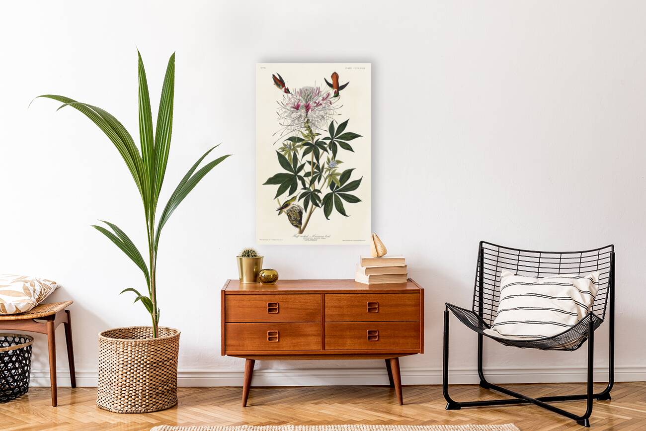 Ruff-necked Humming-bird Reproduction