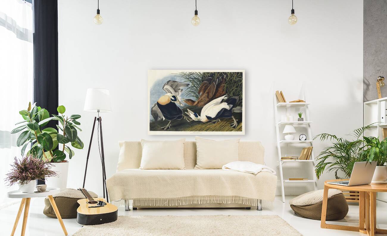 Eider Duck Reproduction