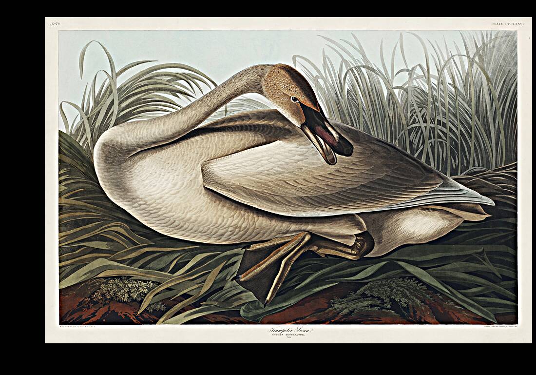 Trumpeter Swan Reproduction