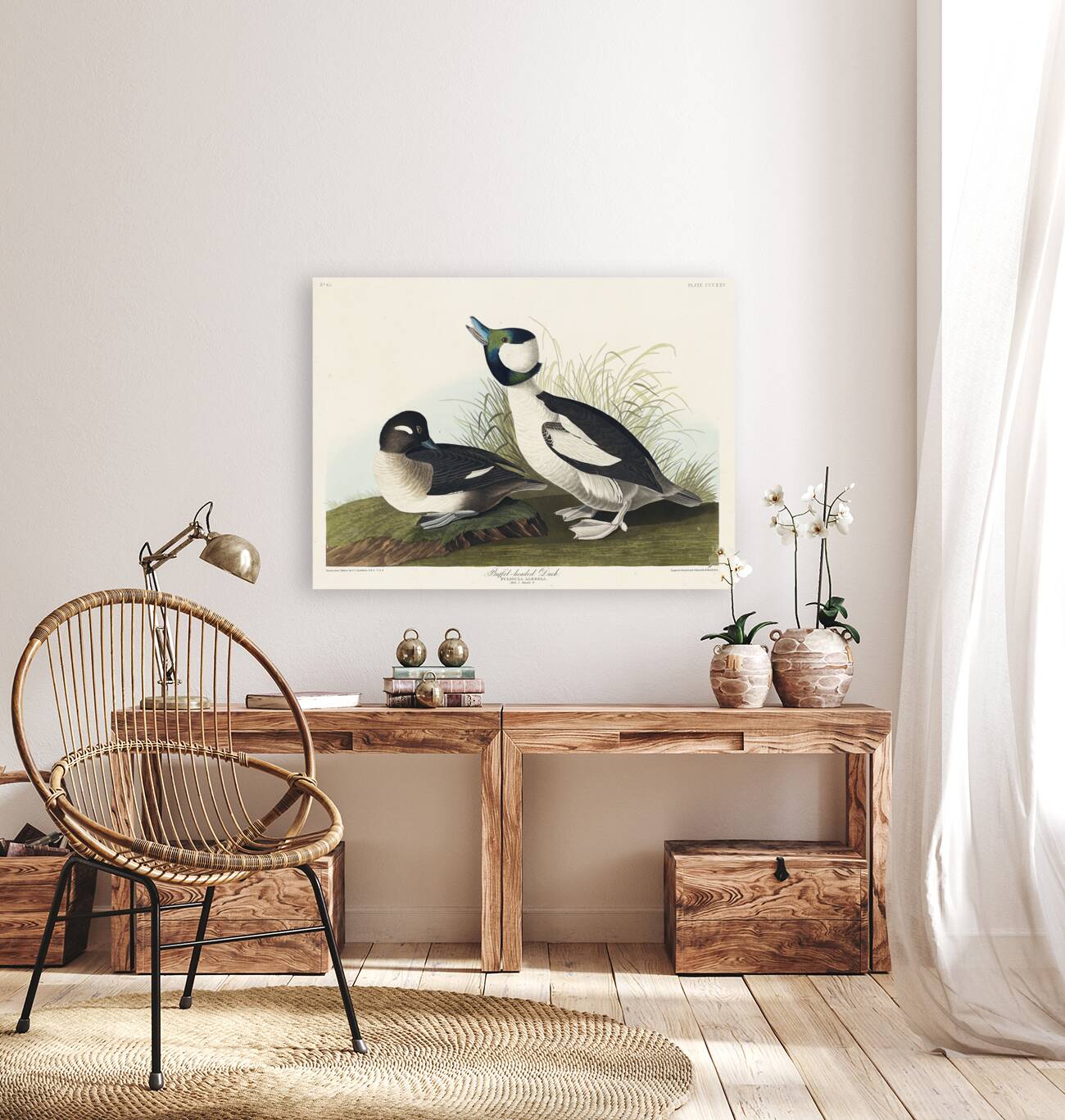 Buffel-headed Duck Reproduction