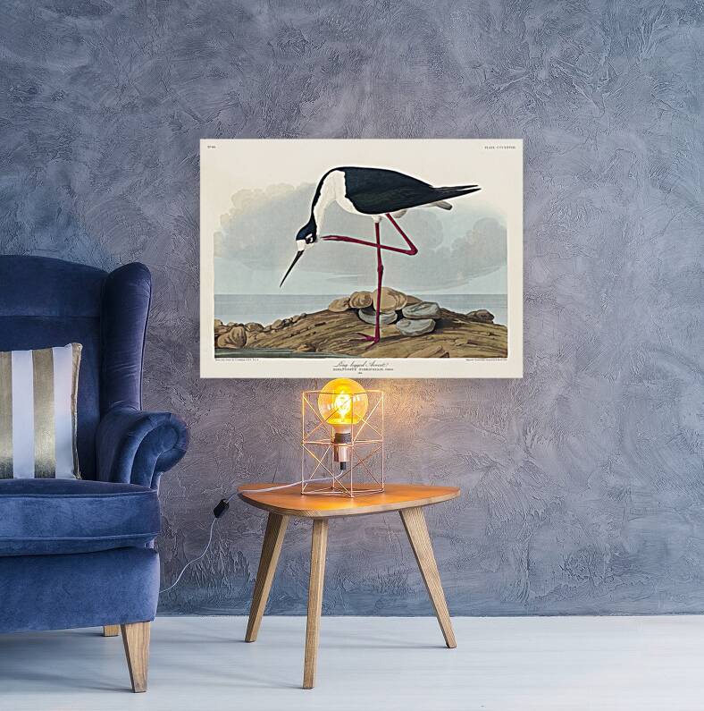 Long-legged Avocet Reproduction