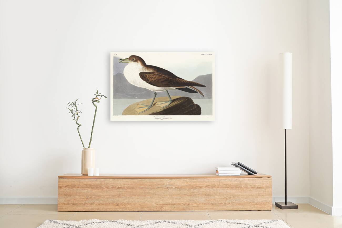 Wandering Shearwater Reproduction