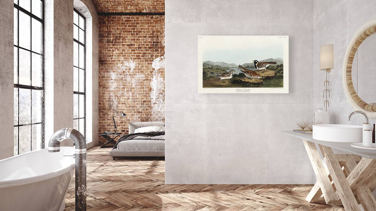 Lapland Long-spur Reproduction