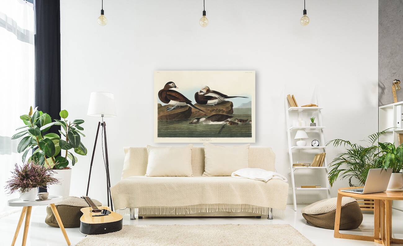 Long-tailed Duck Reproduction