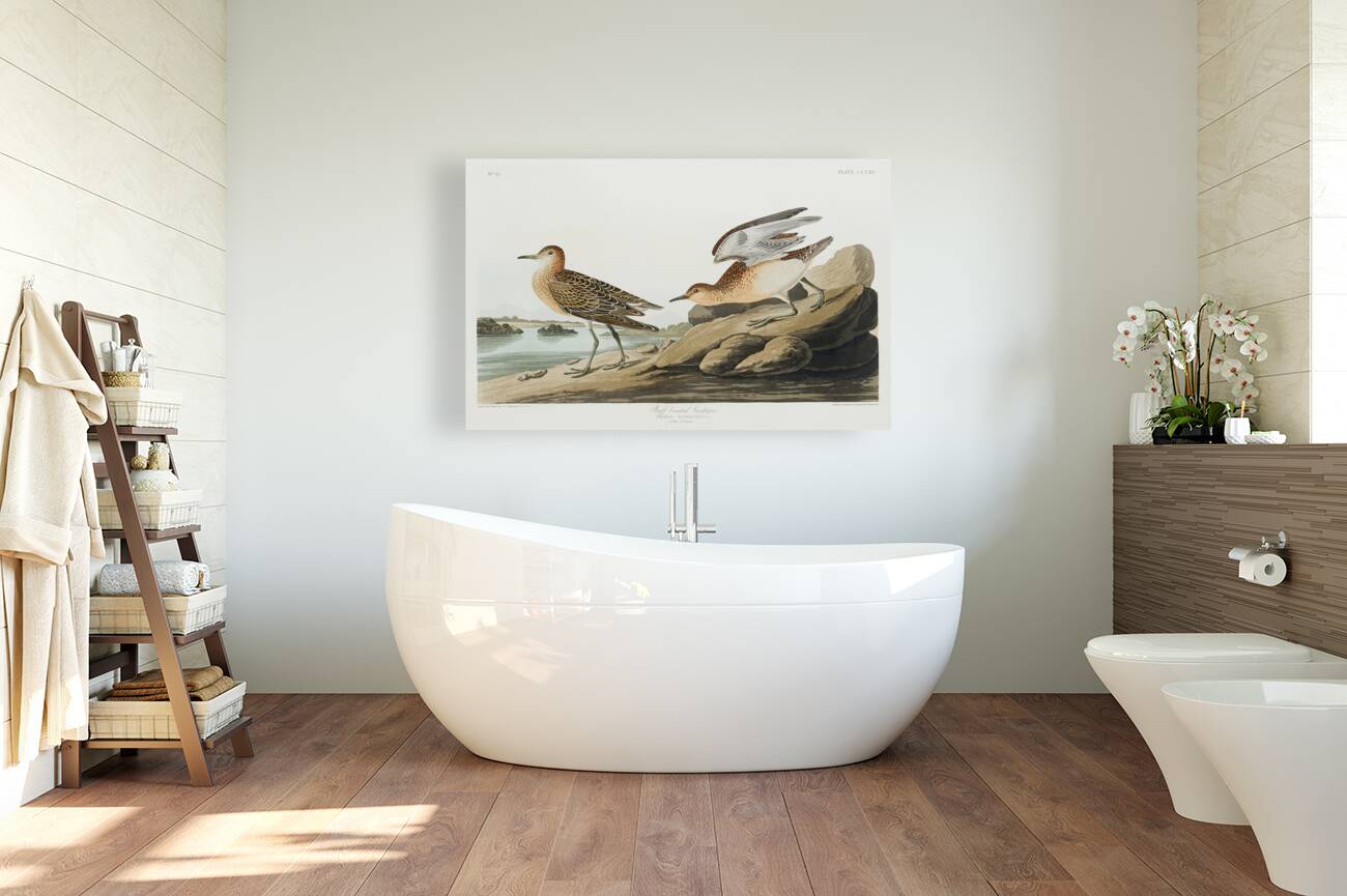 Buff breasted Sandpiper Reproduction