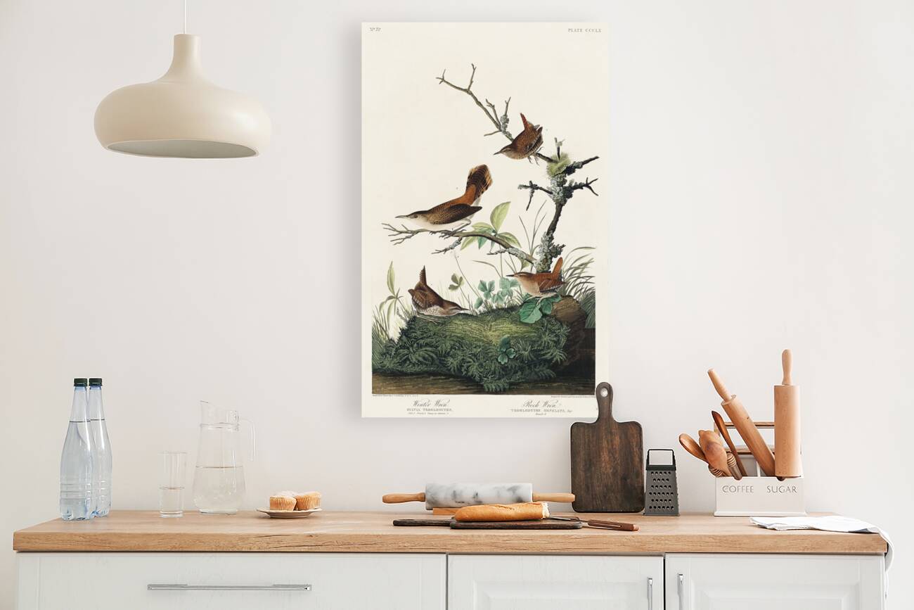 Winter Wren and Rock Wren Reproduction