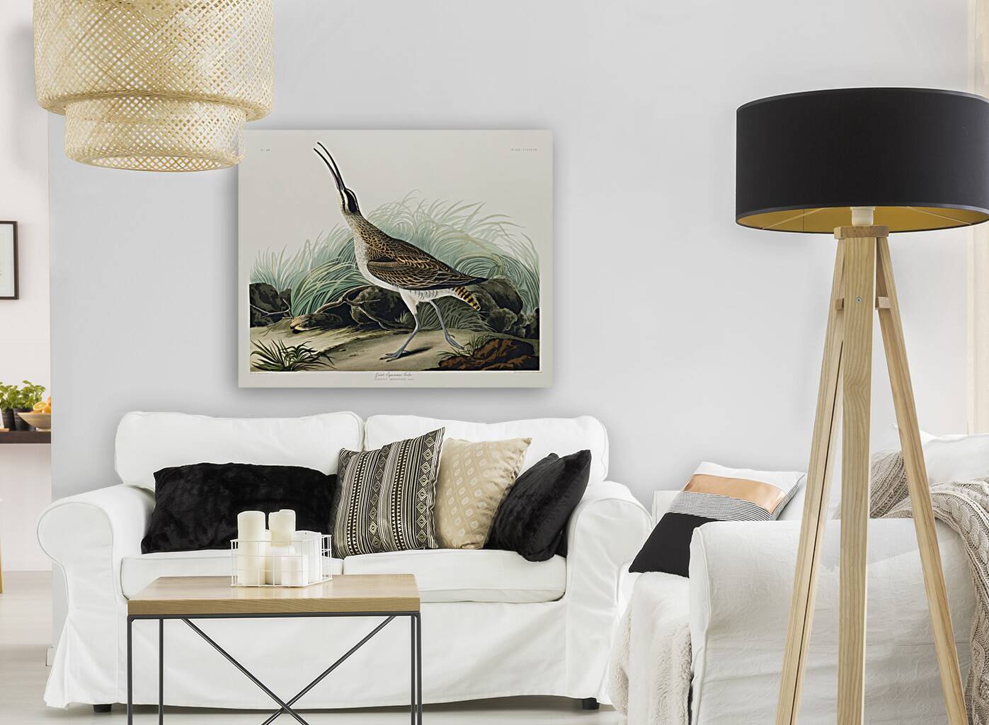 Hudsonian Curlew Reproduction