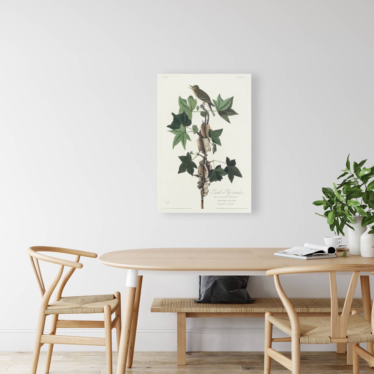 Traills Flycatcher Reproduction