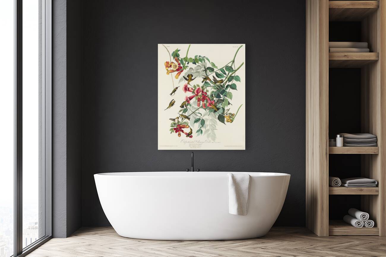 Ruby-throated Humming Bird Reproduction