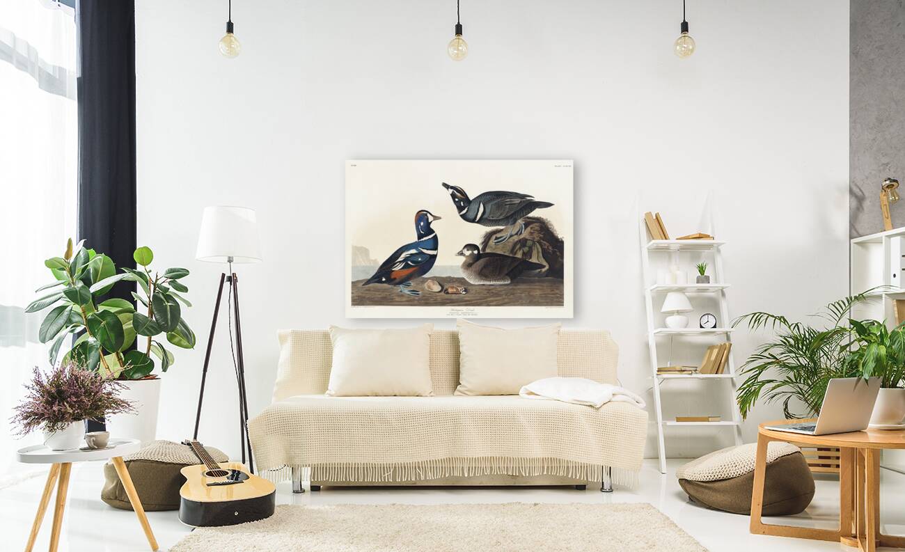 Harlequin Duck Reproduction