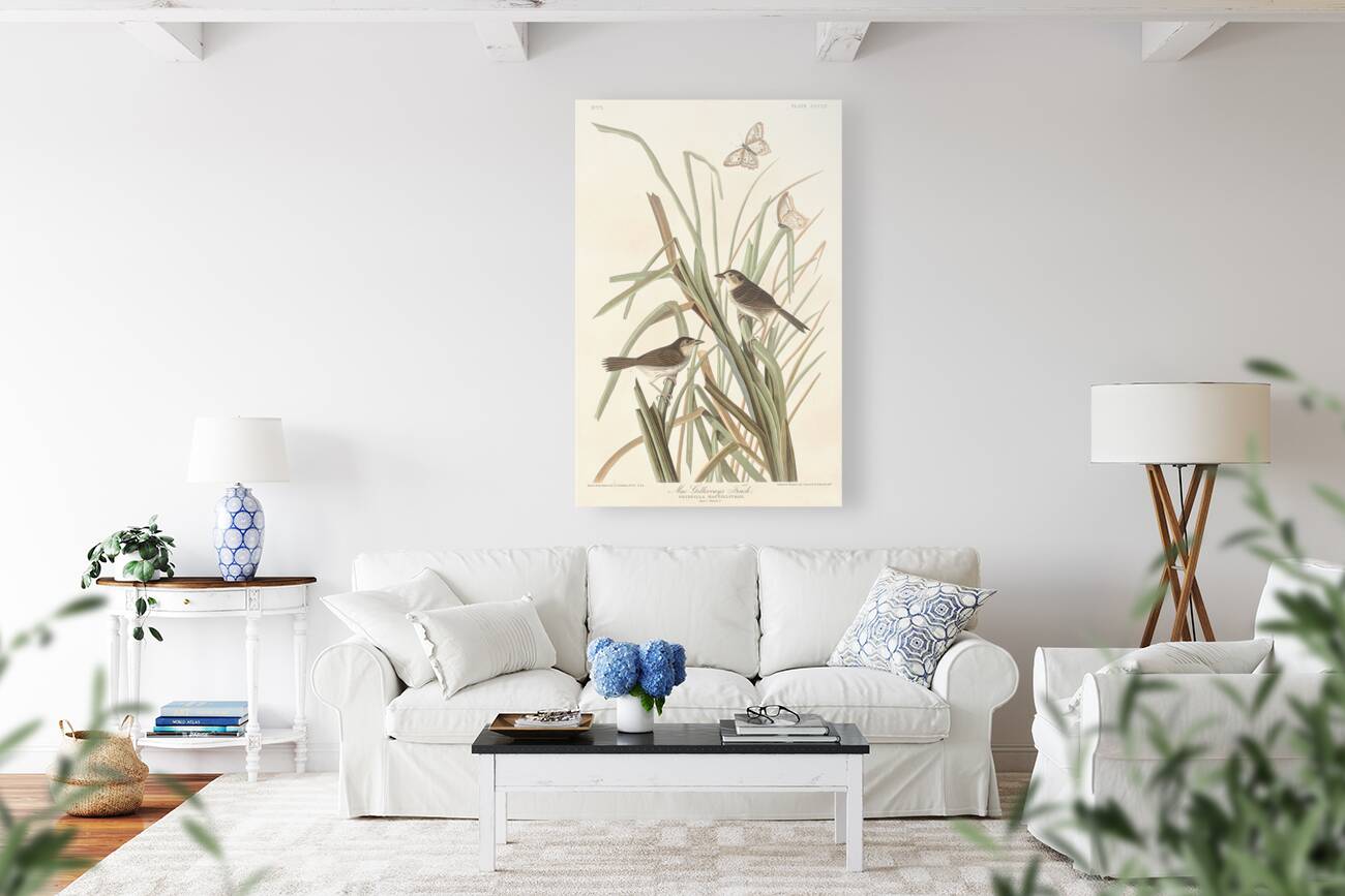 MacGillivrays Finch Reproduction