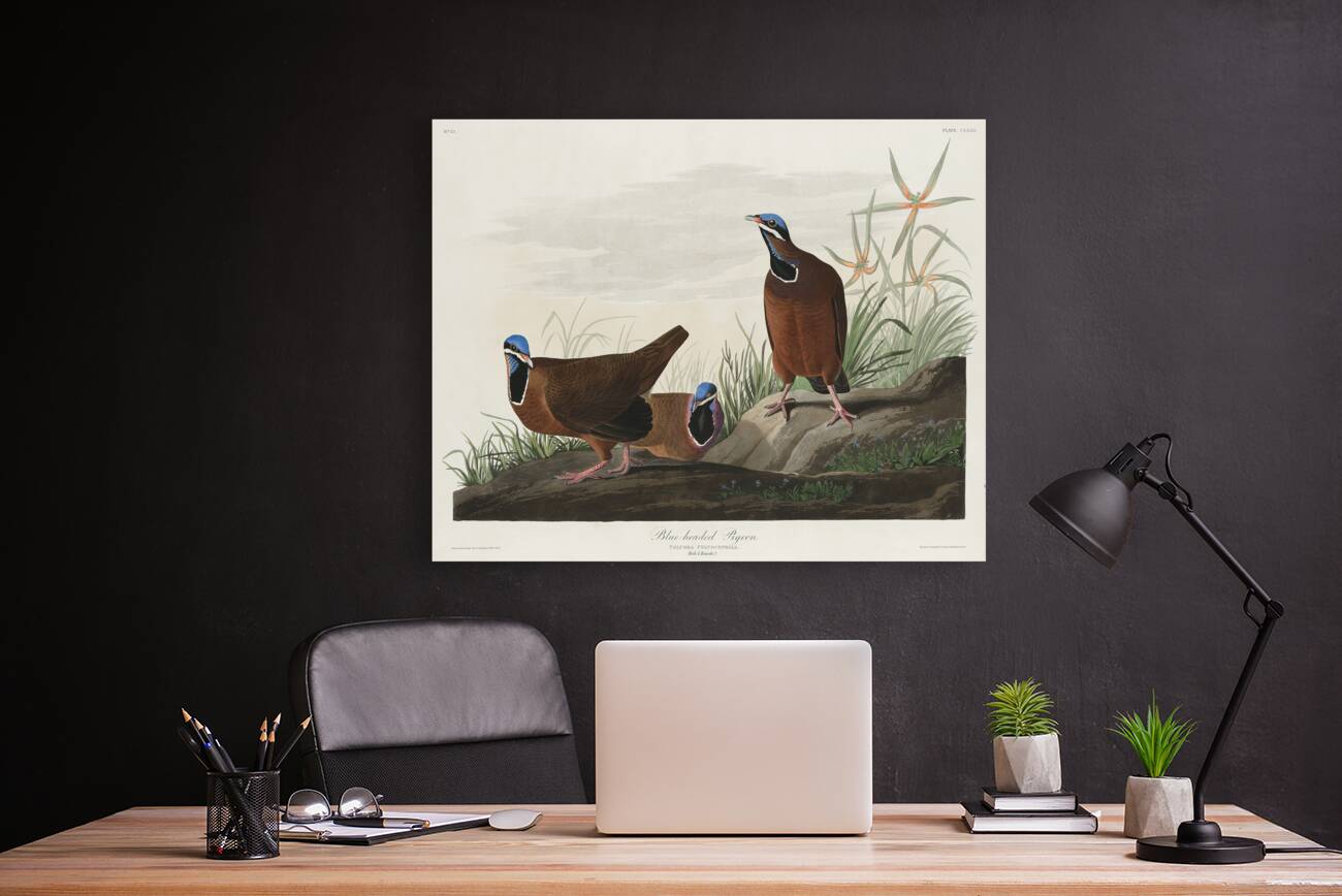 Roseate Spoonbill Reproduction